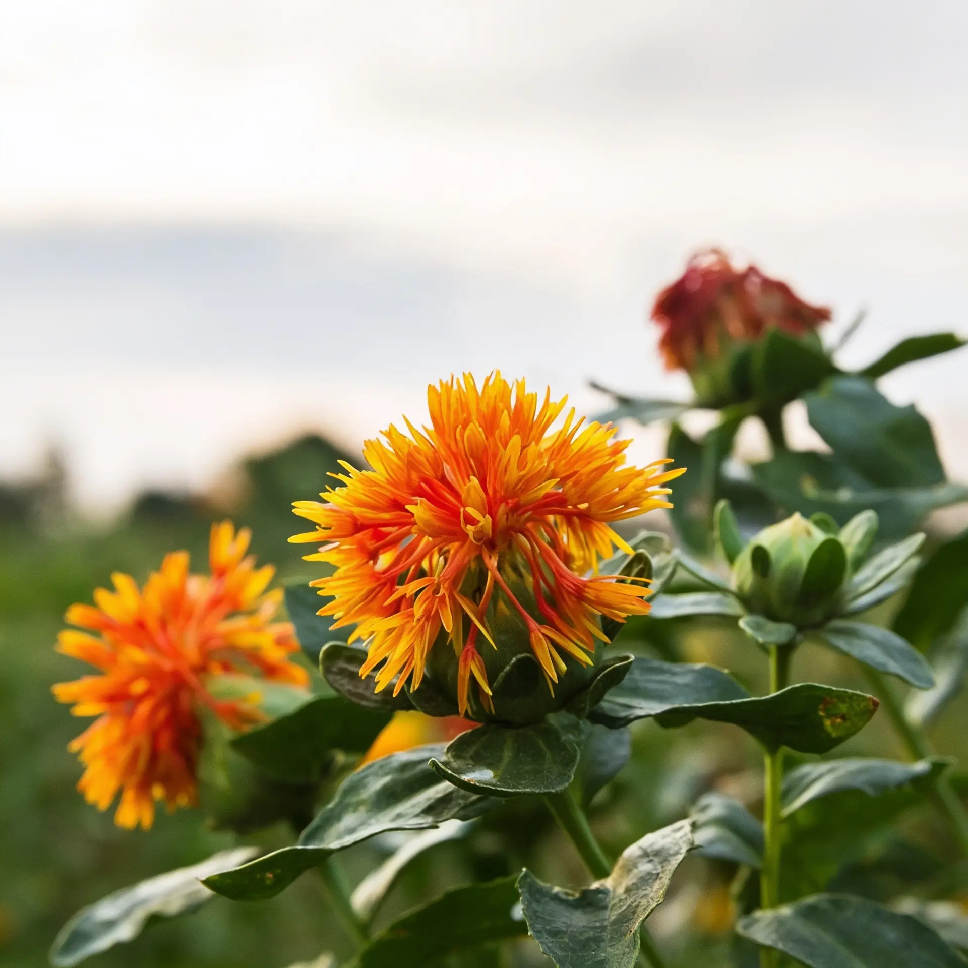 safflower