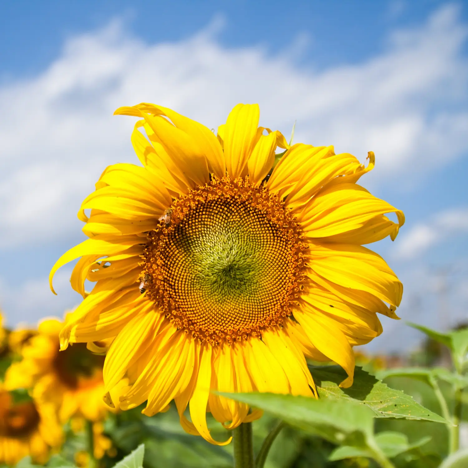 sunflower